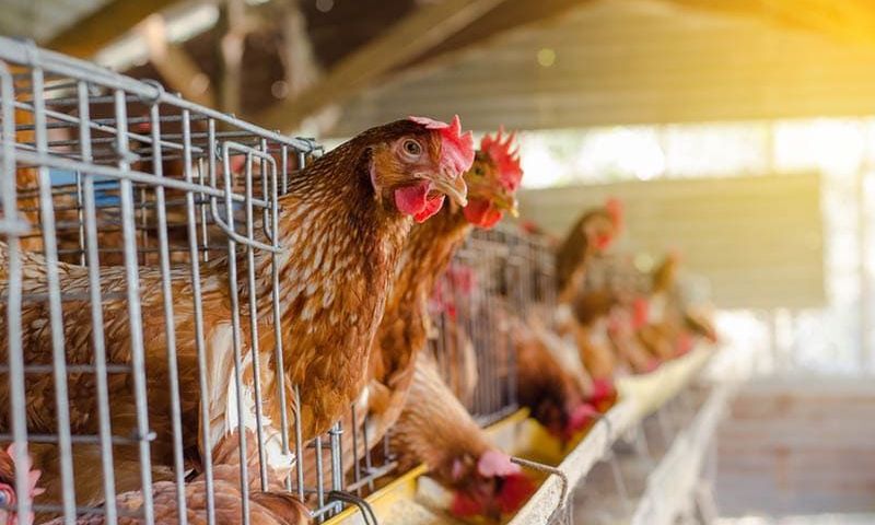 eine Menge Hühner in Käfigen auf dem Bauernhof