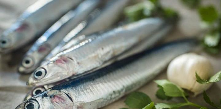 Sardellen In Der Schwangerschaft – Ist Der Silbrig Schimmernde Fisch Gut?