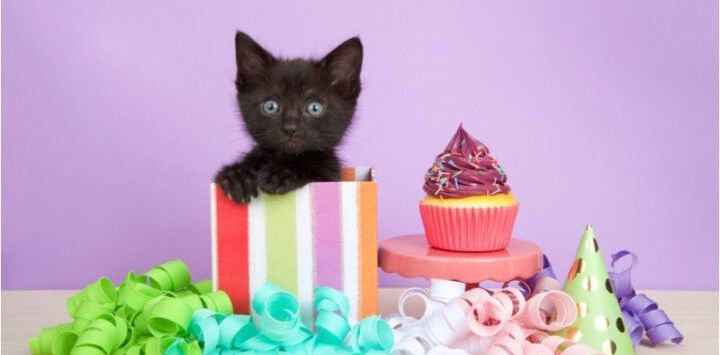 Geburtstagswünsche Katze – 45 Sprüche für den Stubentiger