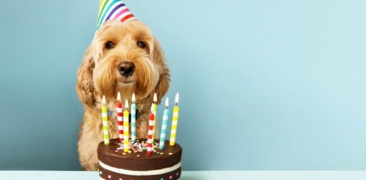 Geburtstagswünsche Hund – Für Hundefreunde und ihre Vierbeiner