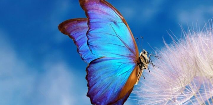 Schmetterlinge Sprüche – Transformative Kraft, die Hoffnung schenkt